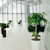 方圳玻璃钢花盆装饰高档大厦写字楼内部环境
